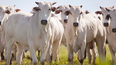 World's largest beef exporter Brazil suspends supply to China after case of mad cow disease