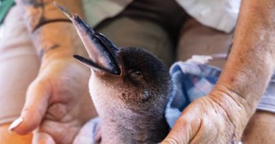 Little Penguin found attacked on Newcastle beach is returned to sea