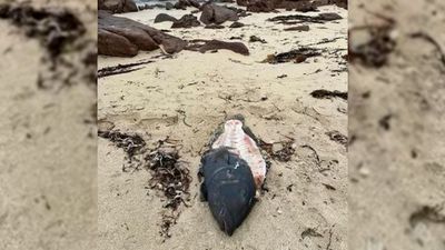 Death of blue groper leads Margaret River council to push for spearfishing ban