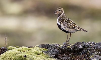 Country diary: For a moment it’s just me and a golden plover