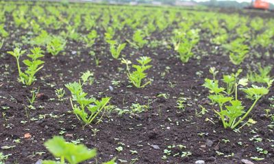 Could growing celery in rewetted peatland help fight climate change?