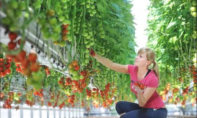 ‘We have to pay more for food’: Britain’s biggest tomato farmer on the runaway costs of growing