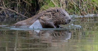 Two young beavers moved to RSPB's Gartocharn reserve killed by predators