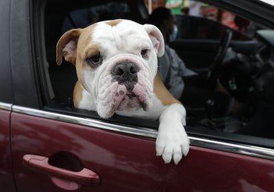 A proposed bill in Florida would ban dogs from hanging their heads out of car windows