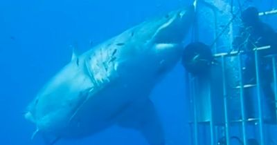 'World's biggest' great white shark dwarfs diving cage as 20ft long body stuns viewers