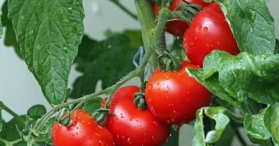 How to grow tomatoes at home and beat the UK shortage