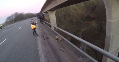 Stretch of M5 motorway closed off to rescue badger that was close to 100m drop