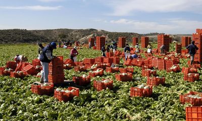 Spanish growers say weather, rising costs and Brexit caused UK salad shortages