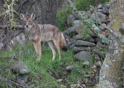 Today's Interview: Coyotes in Kentucky: What you need to know