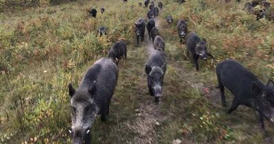 Super pigs weighing up to 45 stone that 'eat anything' are 'biggest threat to mankind'