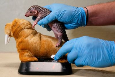 1st baby pangolin in Europe born in Prague zoo, doing well