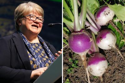 Eat seasonal veg like turnips to avoid food shortages, Tory MP says