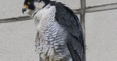 Hopes soar for a new family of falcons at MediaCityUK