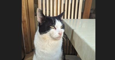 'We wish Raffi could talk and tell us his story' - cat missing for SIX years reunited with owners who had held a 'burial' ceremony for him