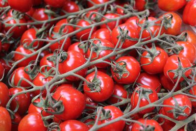 ‘Rare’ tomatoes on sale for £500 as supermarkets shelves run bare