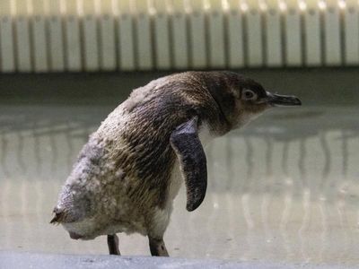 Landlocked moulting penguins just need a little space