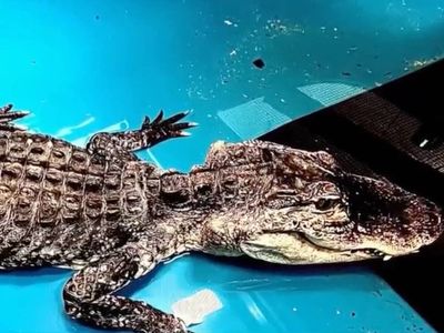 X-ray shows underweight New York alligator too ‘weak to eat on its own’ and had swallowed tub stopper