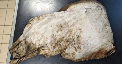 A dead dog has been found stuffed in a pillowcase having been 'thrown out like rubbish' - as figures show jump in number of animals being abandoned