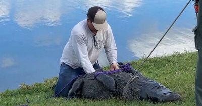 Huge alligator filmed dragging dog walker to her death by lake