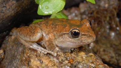 Booroolong frogs bounce back after habitat restoration and cleansing floods
