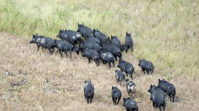Feral pigs causing property damage in NT town of Adelaide River, threatening racetrack, cemetery and homes