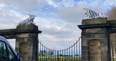 Bulls at historic Northumberland country house don Newcastle colours ahead of Carabao Cup Final