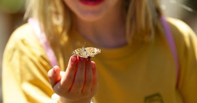 What does it mean when a butterfly lands on your fingers?