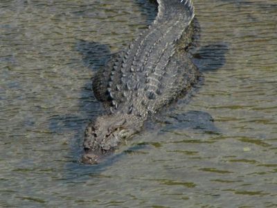 Crocodile that attacked man, killed dog, shot dead