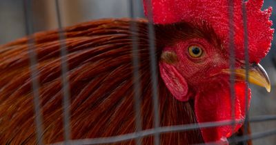 Bird flu concern with 50% of human cases ending in fatality