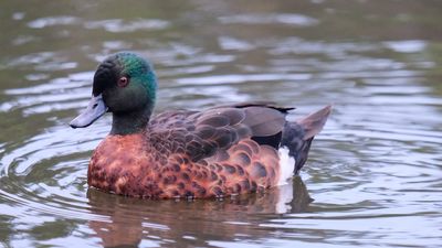 This year's Victorian duck hunting season a disappointment to shooters and animal advocates alike