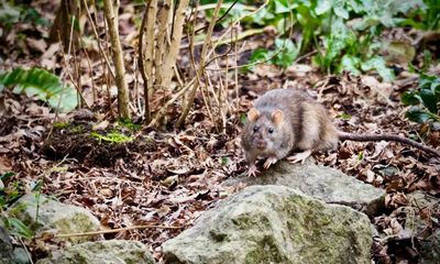 Country diary: A peace-seeking letter to a rat