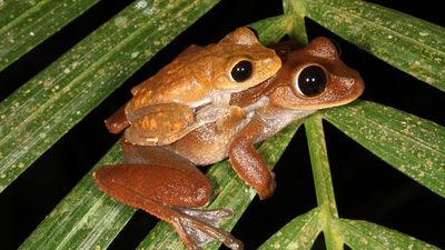 Researchers find 26 Australian species recovered from the brink of extinction