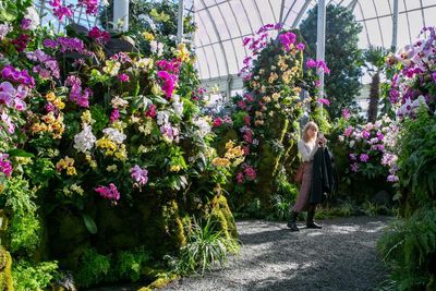 Beauty breeds obsession: the fight to save orchids from a lethal black market
