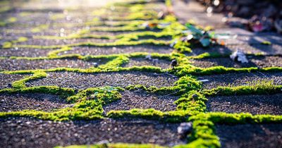 Garden expert shares 15-minute hack for removing 'stubborn' moss from paving