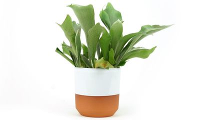 Houseplant of the week: staghorn fern