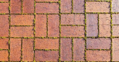 Simple 15 minute trick to remove 'stubborn' moss from paving using item every house has