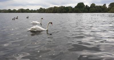 Trust plea to not feed birds at Attenborough Nature Reserve amid largest ever Avian Flu outbreak