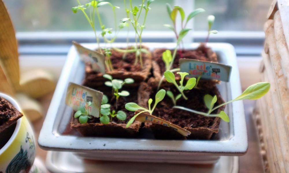 Salad shortage in the UK? Try growing your own for fun…