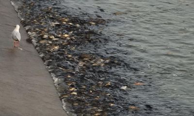Menindee mass fish kill: thousands of carp dead amid water quality fears