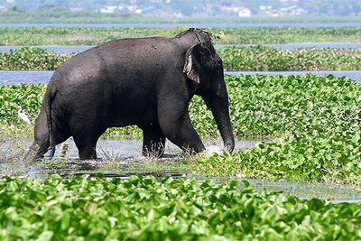 Elephant Conservation Networks help in human, elephant coexistence in Assam