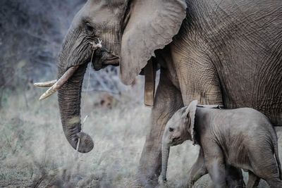 Karnataka: Wild tusker that killed two captured in Dakshin Kannada