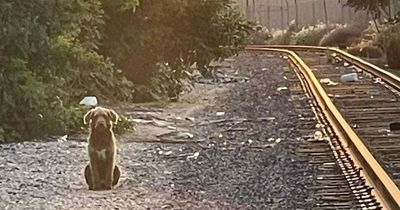 Heartbroken dogs wait on train track for weeks after family left them behind