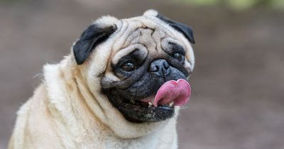 Moonpig to pull cards featuring pugs and French bulldogs following health complaints