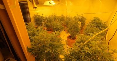 Cannabis plants seized and destroyed in Bestwood police raid