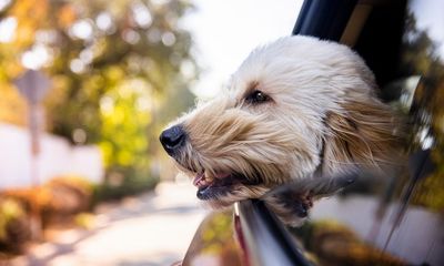 Proposed Florida bill bans dogs from sticking their heads out car windows