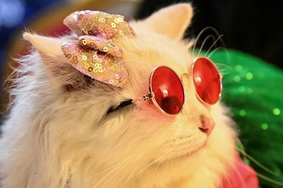 Puss in boots: fancy dress felines on the Bangladesh catwalk