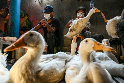 WHO concerned about bird flu after girl's father tests positive