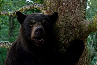 Cocaine Bear doesn't even elicit a snort