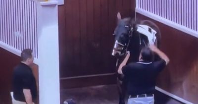 Top US trainer Michael Stidham apologises after assistant caught slapping horse