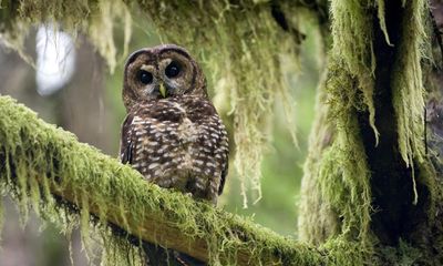 Canadian minister calls for emergency order to save country’s last spotted owls